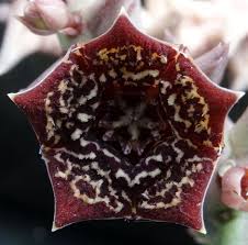 Image result for Orbea knobelii