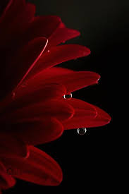 Cynthia Gustavson On Twitter Flowers Black Background Red Wallpaper Red Flowers