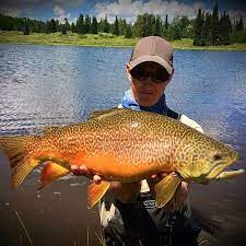 Monster Tiger Trout On The Fly Fly Fishing Trout Fishing Gear Fish