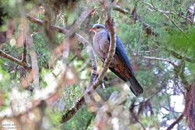 Image result for Paralepistemon shirensis