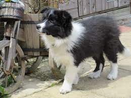 Gorgeous Border Collie Collie Puppies Collie Dog Yorkshire Terrier Puppies
