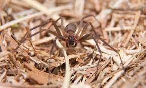 Is the spider a wolf spider, wolf spider, or wolf spider? Brown Recluse Spider Bite Poisoning In Cats Symptoms Causes Diagnosis Treatment Recovery Management Cost