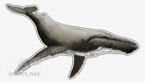 See more ideas about whale, whale tattoos, humpback whale. Humpback Whale Humpback Whale Scientific Illustration Png Image Transparent Png Free Download On Seekpng