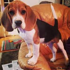 Pin By The Dog Parents On Beagles Beagle Puppy Beagle Dogs