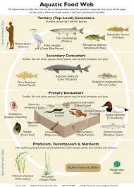 food chains and webs teaching great lakes science