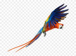 All new 1000+ picsart png collection 2018 hd quality editing png and cb edit png zip file also dosto agar aap log ek picsart editor hai to apko editing png ki jarurat hoti hi rahti hogi iske liye ham. Parrot Clipart Picsart Png Macaw Png Transparent Png 5572107 Pinclipart