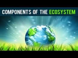 Components Of The Ecosystem Ecosystems Food Web Biomes