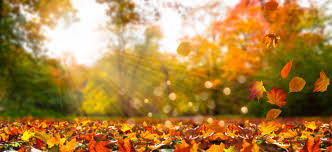 Image result for autumn photos