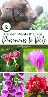 Safe Gardening With Dogs And Cats Common Garden Plants Poisonous To Pets Garden Therapy Common Garden Plants Garden Plants Plants