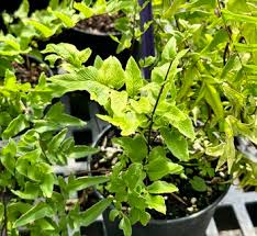 Image result for Cheilanthes quadripinnata
