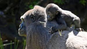 Image result for Gilgiochloa