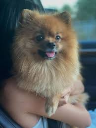 Pin By Kopek Dunyasi On 2021 Satilik Pomeranian Boo Fiyatlari In 2020