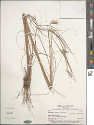 Image result for Andropogon chinensis