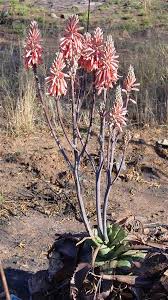 Image result for Aloe greatheadii