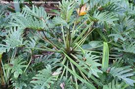 Maybe you would like to learn more about one of these? Philodendron Xanadu Plant How To Grow Philodendron Winterbourn