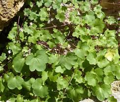 Image result for Cymbalaria