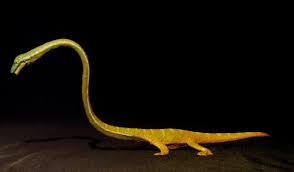 Image result for Tanystropheus