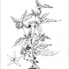 Image result for Solanum grossidentatum