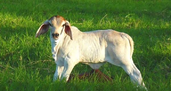 উন্নত বাছুর ও প্রজনন