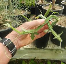 Image result for Cissus glaucophylla