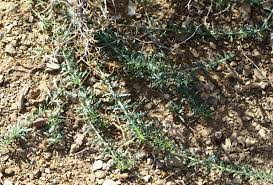 Image result for Caylusea