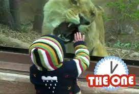 Lion Tries To Eat Baby Parents Oddly Okay With It Video Huffpost Entertainment