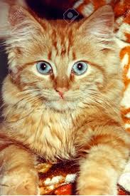 Orange cat with blue eyes. Orange Cat With Blue Eyes Cheap Buy Online