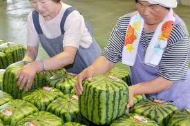Picture Japan Square Watermelons Tepco Shareholders Meeting Cosmetics Expo Square Watermelon Japanese Square Watermelon Fun Facts About Japan