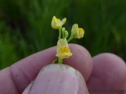 Image result for Utricularia stellaris
