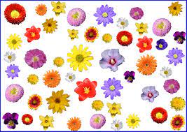 Blumen vorlagen zum ausschneiden 100 mandala vorlagen zum. Fruhlingsratsel Blumen Startkarte 1 Medienwerkstatt Wissen C 2006 2021 Medienwerkstatt