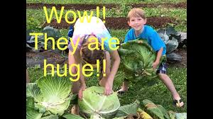 Bonnie Giant Cabbage Harvest Weighing Massive Cabbages Youtube