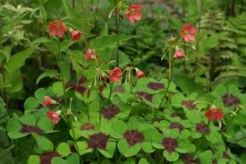 Image result for Oxalis tetraphylla