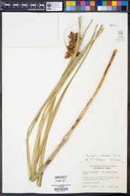 Image result for Ascolepis protea