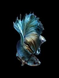 Siamese Fighting Fish By Visarute Angkatavanich Schone Fische Kampffisch Exotische Fische