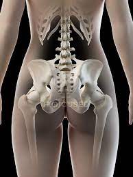 The vertebral column of the lower back includes the five lumbar vertebrae, the sacrum, and the coccyx. Female Hip Bones Anatomical Digital Illustration Hips Black Background Stock Photo 312139026