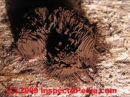 Brown mold on plant soil. Brown Mold Growth On Building Surfaces What Does Brown Or Brown To Black Mold Contamination Look Like On Indoor Surfaces