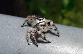 itsy bitsy spiders おしゃれまとめの人気アイデア pinterest laura chapman ハエトリグモ