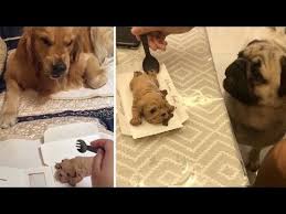 Funny Dog Reaction To Dog Cake Funny Dog Cake Reaction Compilation Was Just Posted On Https Viraldog Lol Funny Dog Reactio Funny Dogs Funny Dog Videos Dogs