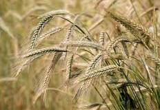 Image result