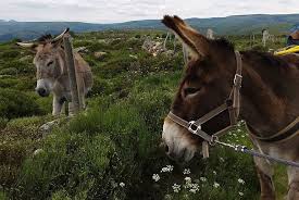 Was bekanntlich überhaupt nicht witzig ist. Stevensonweg Gr70 Tipps Informationen Abenteuersammlerin