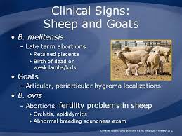 New programmes have been introduced to combat recent epidemic diseases such as перевод malta fever на русский. Brucellosis Undulant Fever Malta Fever Mediterranean Fever Enzootic