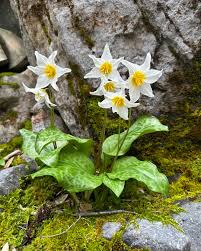 Image result for Aeollanthus rehmannii