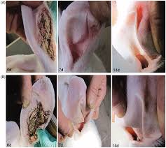 Image result for scabies rabbits ears