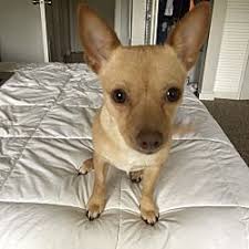 Visit your local gainesville petsmart store for essential pet supplies like food, treats and more from top brands. Gainesville Florida Chihuahua Meet Bella A For Adoption Https Www Adoptapet Com Pet 27468877 Gainesville Florida Chihuahua Chihuahua Pets Pet Adoption