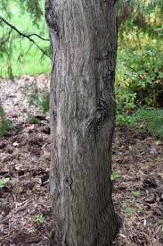 Image result for Calvoa orientalis