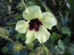 Image result for Hibiscus diversifolius