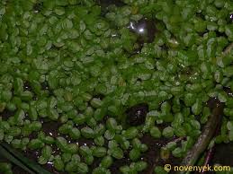 Image result for Lemna aequinoctialis