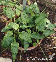 Image result for Drimiopsis