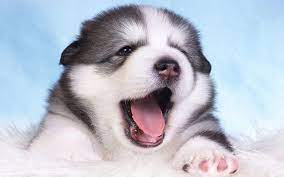 خلفيات كلاب الملموت ألاسكي alaskan malamute malamute most beautiful dogs