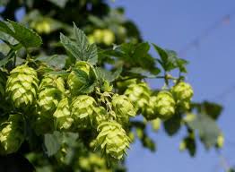 Hop synonyms, hop pronunciation, hop translation, english dictionary definition of hop. The Hop Farm A Fun Family Day Out In The Heart Of Kent The Hop Farm